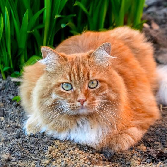 рыжий кот